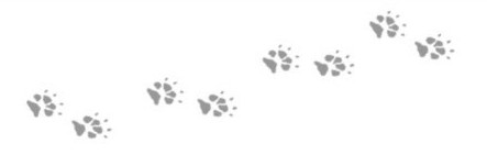 Pattes_de_chien.jpg